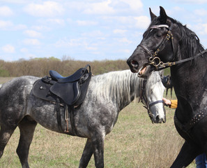 Race horses and riders on them.