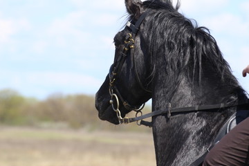 Race horses and riders on them.