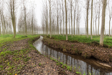 Natural park of the Sile river in Italy