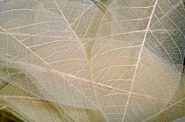 Translucent dry leaf  pattern and structure 