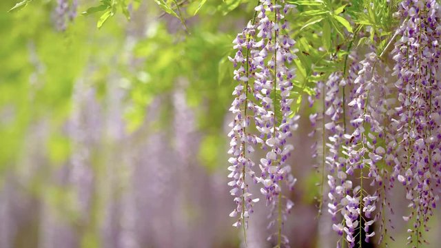 Spring flowers series, beautiful wisteria trellis waving in the wind, Wisteria sinensis (Chinese wisteria) is woody, deciduous, perennial climbing vine in genus Wisteria.
