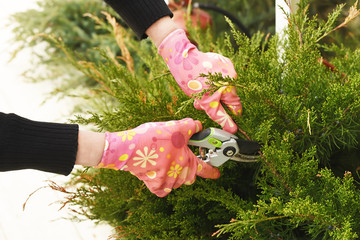 The process of garden spring work. Hands pruning conifers.