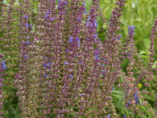 OLYMPUS DIGITAL CAMERA © Aneta Krasoń