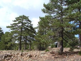 Panorama of wild mountain forests at an altitude of 1900 meters above sea level.