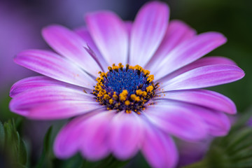 Obraz premium Cape rain daisy, flower close up, blurred background