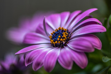 Fototapeta premium Cape rain daisy, flower close up