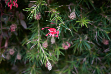 Grevillea rosmarinifolia