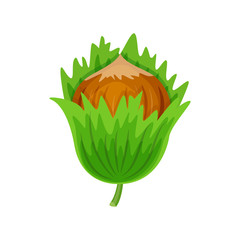 Hazelnuts in green leaves vector illustration isolated on white background.. Vector nuts