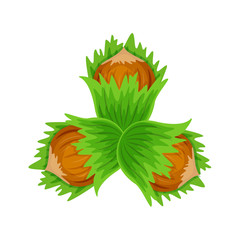 Set three hazulnuts with green lleaves vector illustration isolated on white background.. Vector nuts