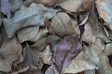 brown dry leaf