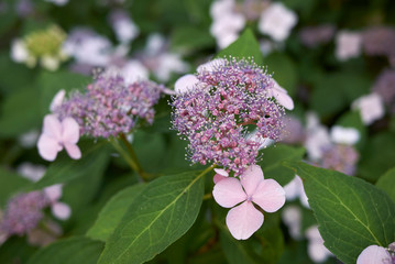 Hydrangea macrophylla sea-foam