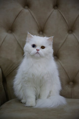 design high quality lovely cat picture