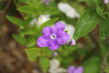 flower in the garden