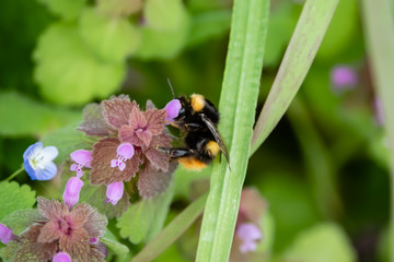 Bumblebee on Purple Dead Nettle Flowers in Springtime