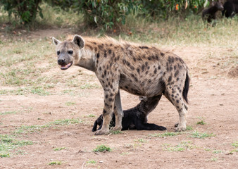 A spotted hyena feeding her pups inside Masai Mara National Reserve during a wildlife safari