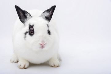 white rabbit with black ears set, it stand on white background. with copy space for text..