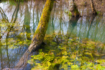 Natural park of the Sile river in Italy