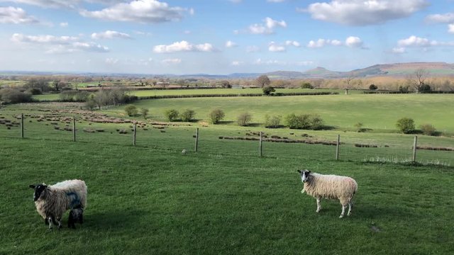 Sheep and lambs in field near Roseberry Topping, North Yorkshire, England, UK