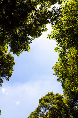 Looking up to the top of the tree Saw the sky behind At Doi Inthanon National Park, Thailand