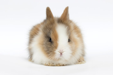 funny rabbit on a white background