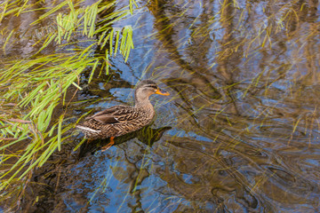 Natural park of the Sile river in Italy
