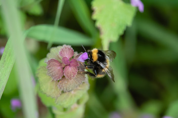 Bumblebee on Purple Dead Nettle Flowers in Springtime