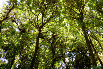 Looking up to the top of the tree Saw the sky behind At Doi Inthanon National Park, Thailand