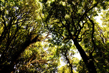 Looking up to the top of the tree Saw the sky behind At Doi Inthanon National Park, Thailand
