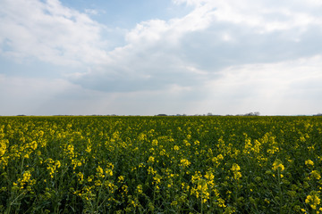 Colza Field in Bloom in Springtime