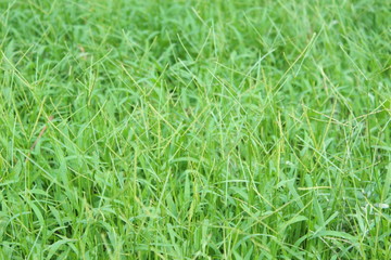 green grass background