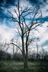 Bad weather and dead tree.