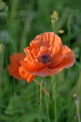 Poppy in the clouds