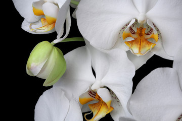Obraz na płótnie Canvas White orchids blossom close-up isolated