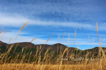仙石原のススキ
