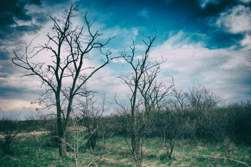 Fototapeta na wymiar Bad weather and dead tree.