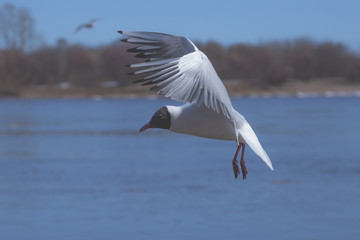 Fototapeta na wymiar seagull flies along the coast in search of food