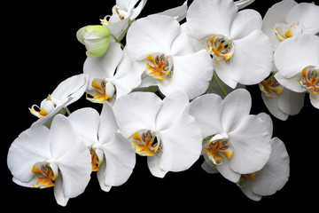 White orchids blossom close-up isolated