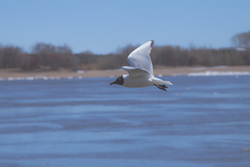 seagull flies along the coast in search of food