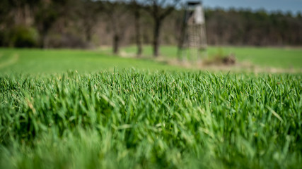 Wiosna- Polowanie na zwierzęta © BlackMediaHouse
