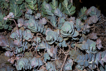 Bryophyllum fedtschenkoi