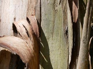 Eukaliptus Rinde in Uruguay © Alberto