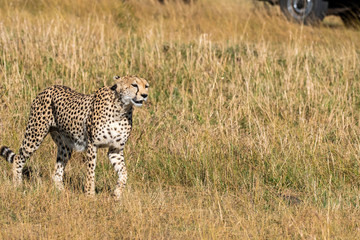 A Cheetah walking in the high grasses inside Masai Mara National Reserve during a wildlife safari