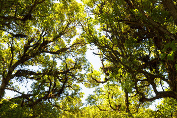 Looking up to the top of the tree, watching the sky behind the natural green leaves at Doi Inthanon National Park, Thailand.