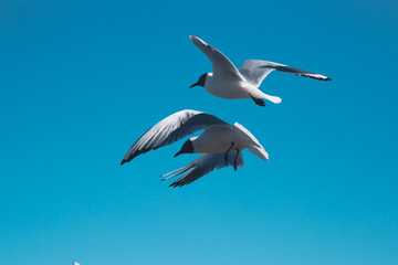 Fototapeta na wymiar seagulls fly along the coast in search of food