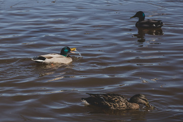 waterfowl get food for themselves