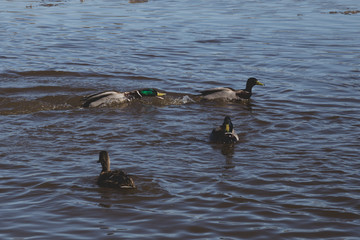 spring mating games in duck flocks