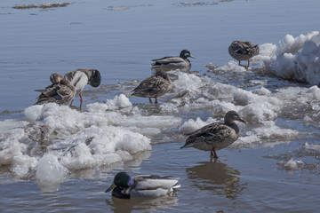ducks are resting on the drifting ice floes © Dmitrii