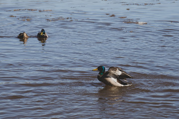 ducks enjoy a warm April day