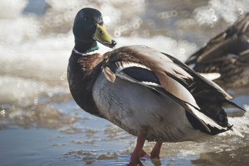 ducks are resting on the drifting ice floes © Dmitrii