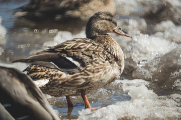 ducks are resting on the drifting ice floes